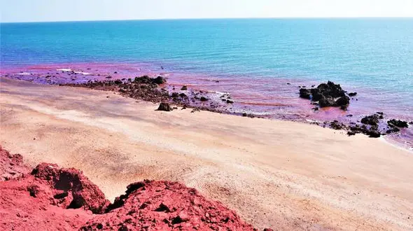 ساحل در خلیج فارس به رنگ خون درآمد+عکس
