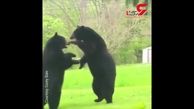 لحظه زیبا در درگیری دو خرس داخل حیاط خانه +فیلم