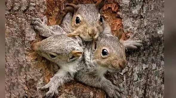 سنجاب بازیگوش چطور راهی خانه شد؟+ فیلم