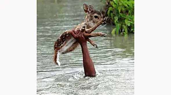 نجات آهوهای گرفتار شده در استخر آب شهرستان اسکو