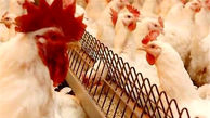 اخذ عوارض جدید صادرات مرغ از ابتدای مرداد + جزئیات