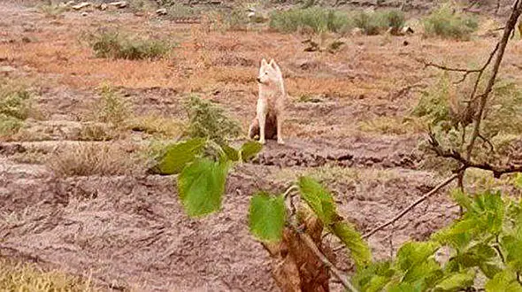 خبر خوب برای اهالی مرند / خطر حمله گرگ منتفی شد.