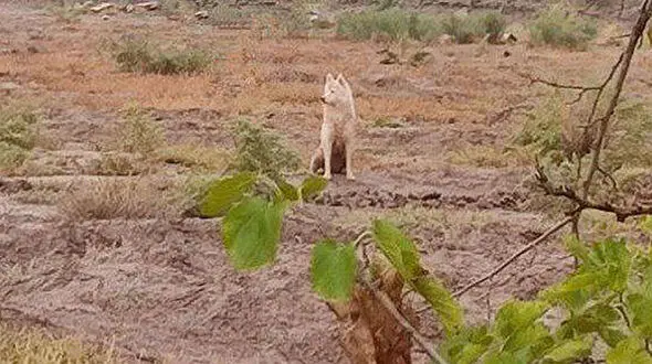 خبر خوب برای اهالی مرند / خطر حمله گرگ منتفی شد.