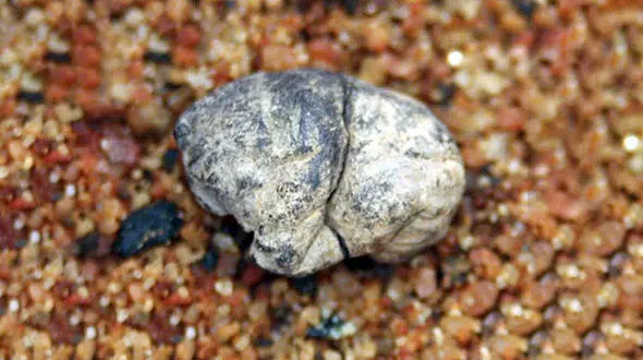 کشف اولین آدامس دنیا متعلق به ۵ هزار سال پیش +عکس