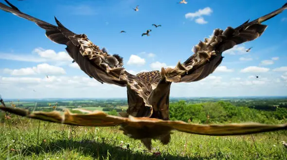 عکس های زیبای برنده مسابقه عکاسی از پرندگان 2017 را ببینید