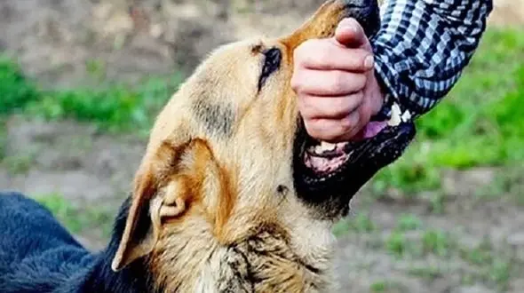 آمار وحشتناک سگ گزیدگی در دزفول/جولان سگ های بلاصاحب کار دست مردم داد!