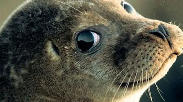 از پناه گرفتن فوک تا تقابل کفتار و تمساح بر سر لاشه