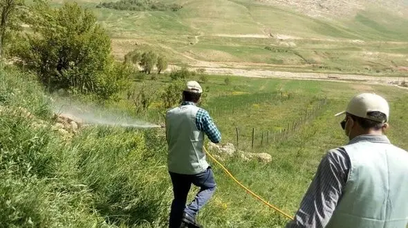 هجوم ملخ ها به هرمزگان/ شهرستان‌های استان فارس در آماده‌باش کامل به سر می برند