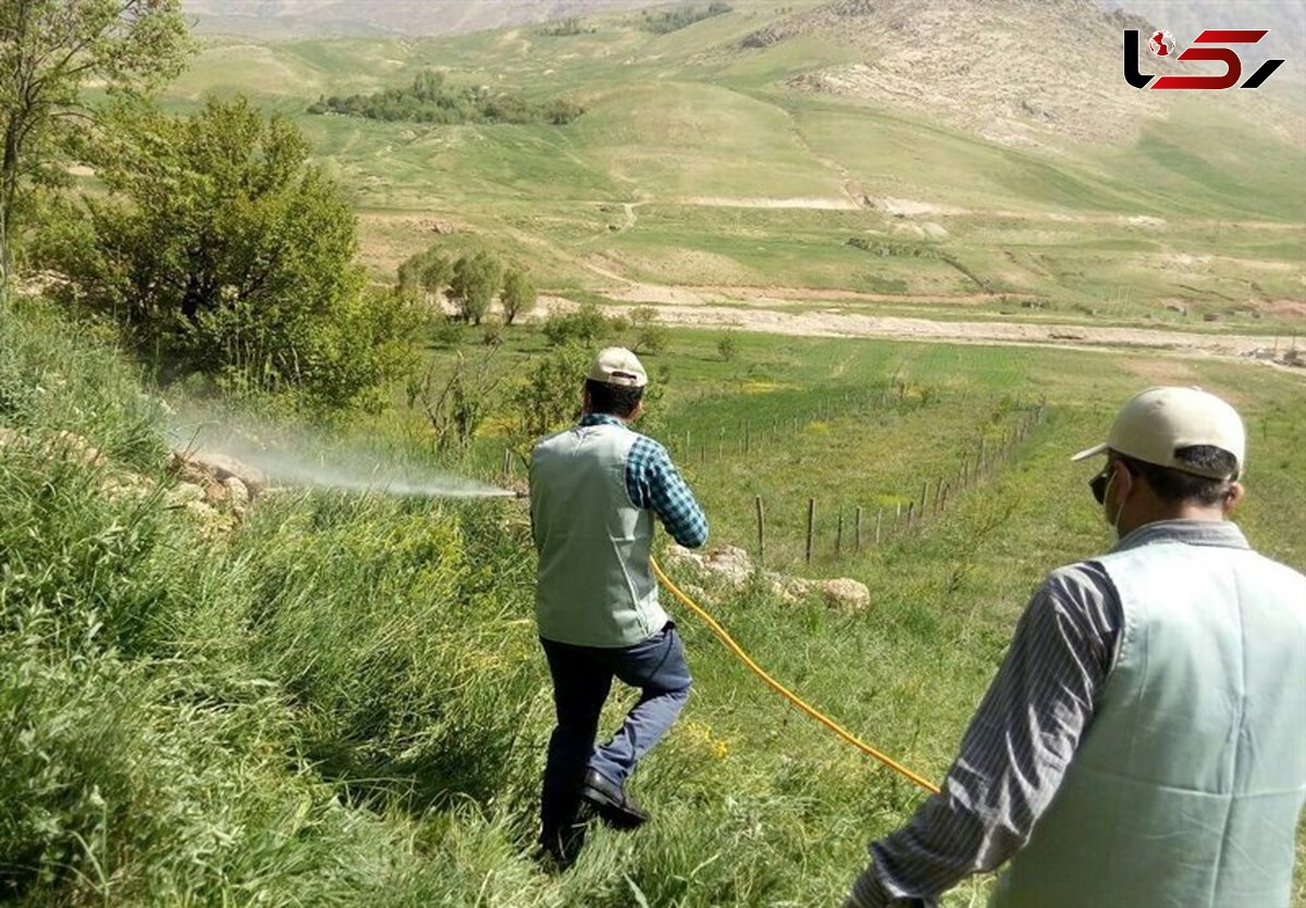 هجوم ملخ ها به هرمزگان/ شهرستان‌های استان فارس در آماده‌باش کامل به سر می برند