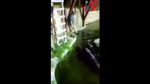 لحظه سقوط مردی به داخل آبی پر از تمساح! + فیلم