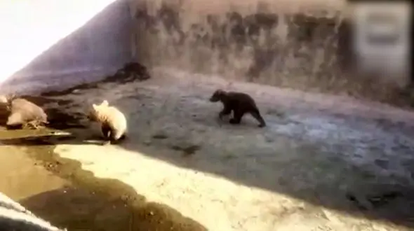 نجات  2 توله خرس گرفتار در استخری در گیلانغرب + فیلم