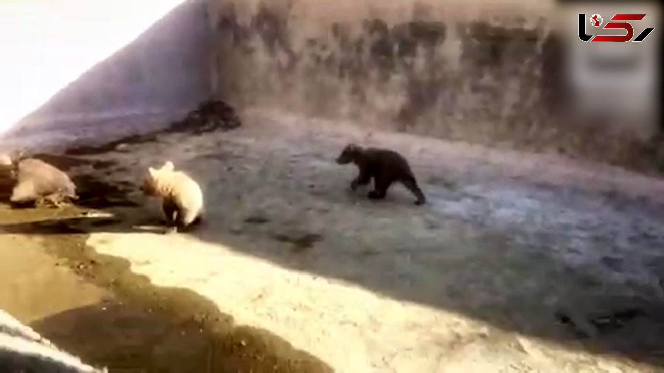 نجات  2 توله خرس گرفتار در استخری در گیلانغرب + فیلم