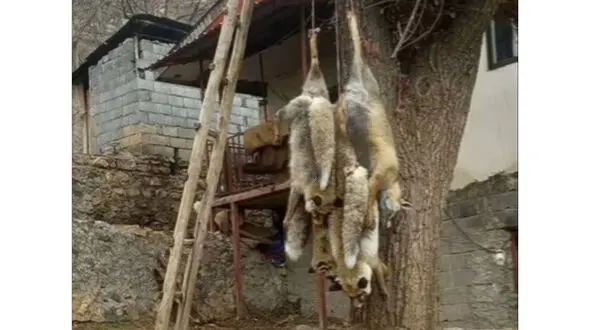 دستگیری عامل آویزان کردن لاشه ۴ قلاده روباه