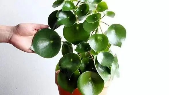 گل قاشقی شما چرا پژمرده می‌ شود؟ راهنمای کامل نگهداری و آبیاری