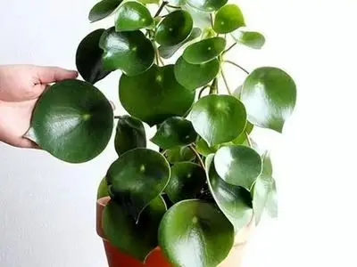 گل قاشقی شما چرا پژمرده می‌ شود؟ راهنمای کامل نگهداری و آبیاری