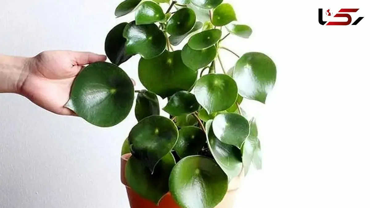 گل قاشقی شما چرا پژمرده می‌ شود؟ راهنمای کامل نگهداری و آبیاری