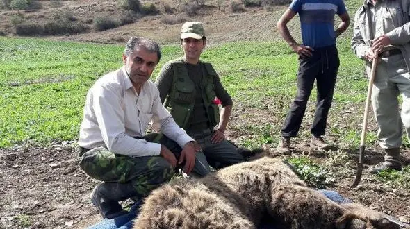 یک خرس  گرفتار در آمل جان سالم به در برد