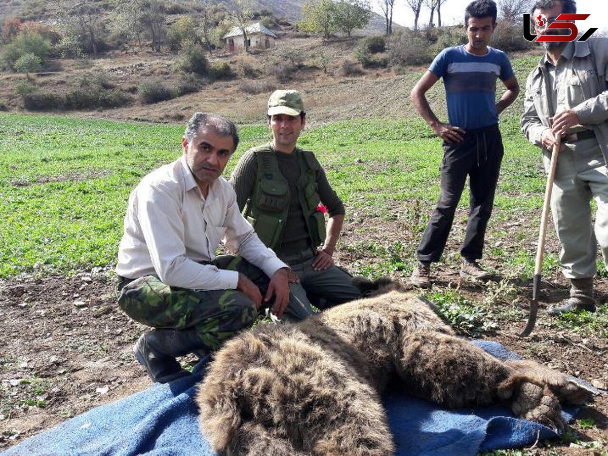 یک خرس  گرفتار در آمل جان سالم به در برد