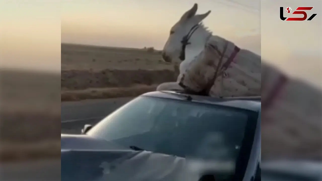 فیلم عجیب از تصادف پژو با الاغ / پژو اسقاطی شد الاغ روی سقفش جا خشک کرد / ببینید