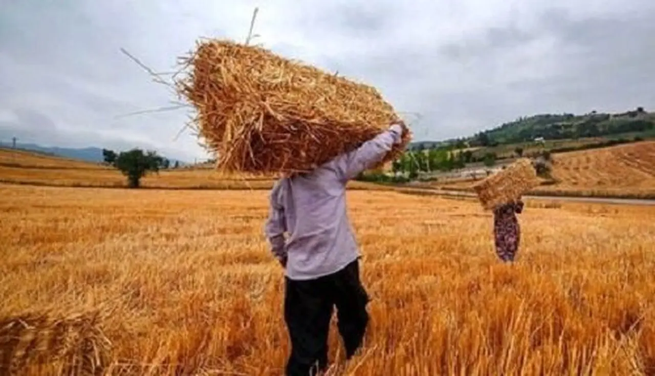 گندم کاران بخوانند؛ خبر مهم معاون وزیر جهاد کشاورزی درباره قیمت گندم