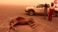 شدت وزش طوفان شن جان شتر را در بیابان کرمان گرفت + فیلم