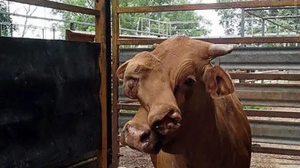 عکسی جالب و حیرت انگیز از گاو دو سر