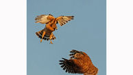 رها سازی دو پرنده شکاری در رضوانشهر
