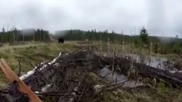  حمله خرس سیاه به شکارچی کانادایی +فیلم مهیج