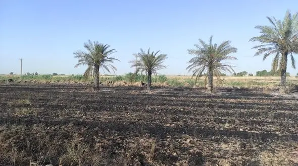 نخل سوزی کشاورزان در شوش / اشتباه کشاورزان که هم پول از دست می دهند هم نخل ها می‌میرند + فیلم