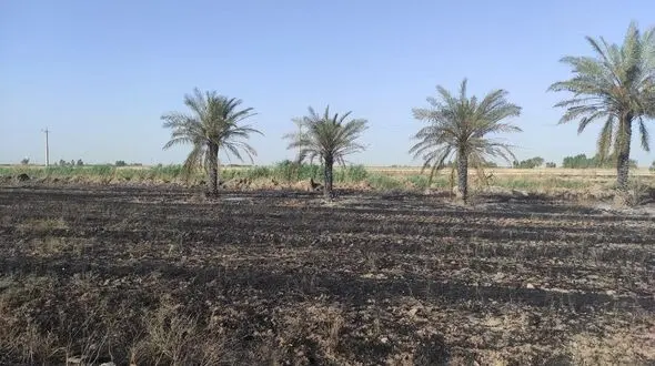 نخل سوزی کشاورزان در شوش / اشتباه کشاورزان که هم پول از دست می دهند هم نخل ها می‌میرند + فیلم