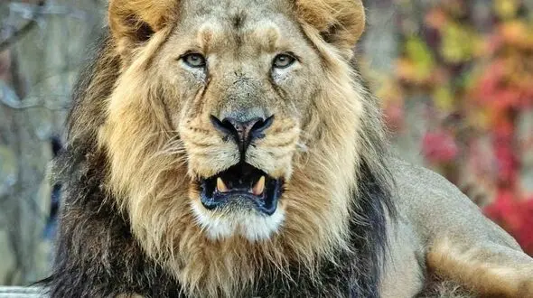 دو چهره از حیات وحش