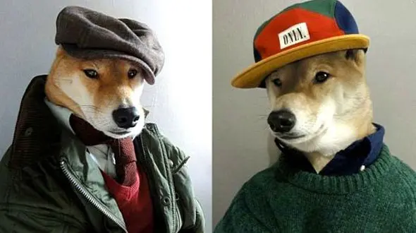 این سگ مدلینگ است و در آمد میلیونی دارد +فیلم و عکس