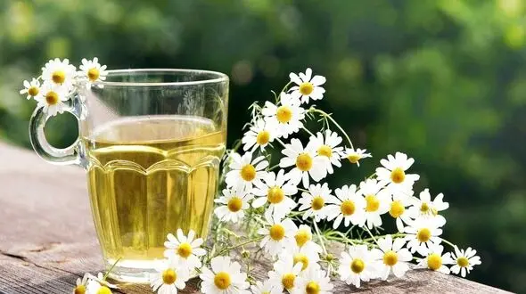 بابونه چیست؟ / انواع بابونه و ویژگی‌ های آنها + طرز مصرف