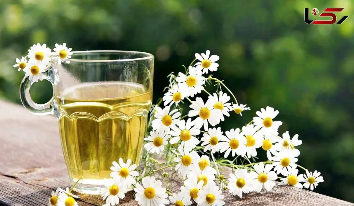 بابونه چیست؟ / انواع بابونه و ویژگی‌ های آنها + طرز مصرف