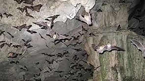 لانه خفاش ها تخریب شد