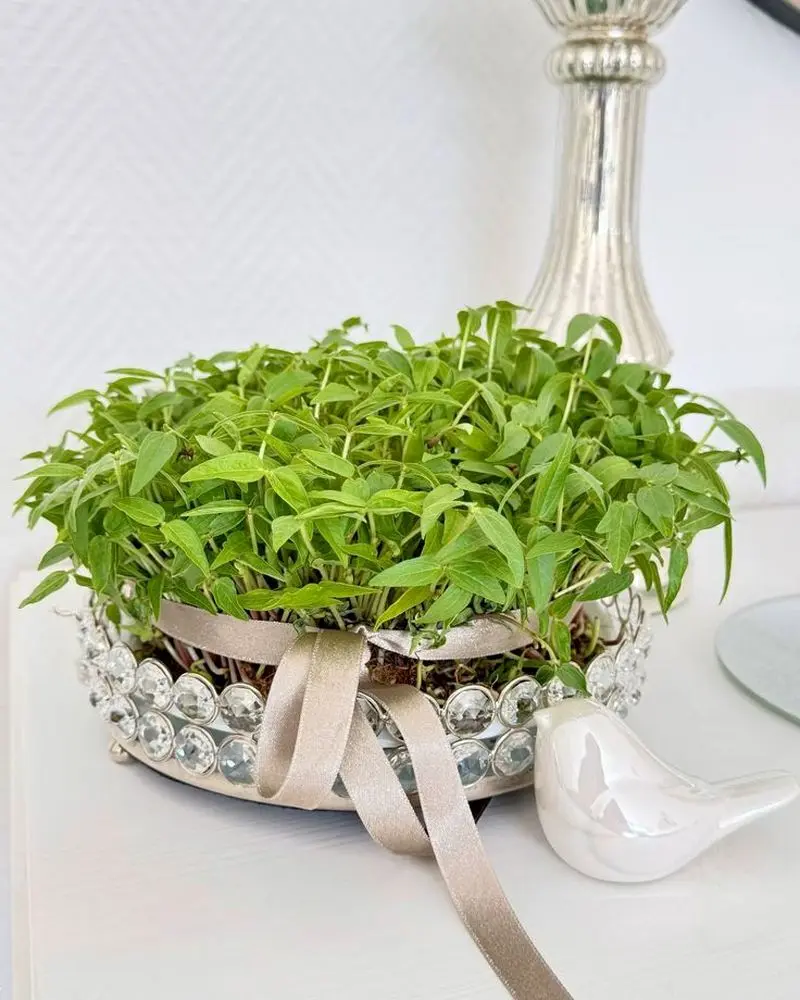 مدل سبزه عید ۱۴۰۵ | بهترین ایده های خلاقانه ساده و جذاب مدل سبزه عید ۱۴۰۵ مخصوص عروس هایی که میخوان سفره هفت سین شیکی داشته باشن!
