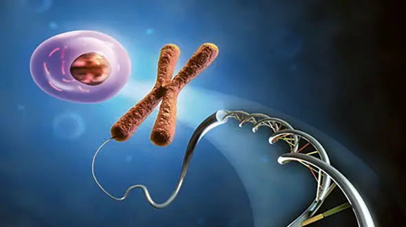 کروموزوم چیست؟