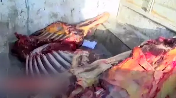 فیلم لحظه بازداشت عاملان سلاخی الاغ و اسب برای فروش در تهران/ این فیلم لرزه به تن می اندازد