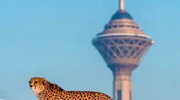 "پیروز" تلف شد/ محیط زیست: جمعیت یوز ایرانی احتمالا وارد "گردنه بطری" شده است