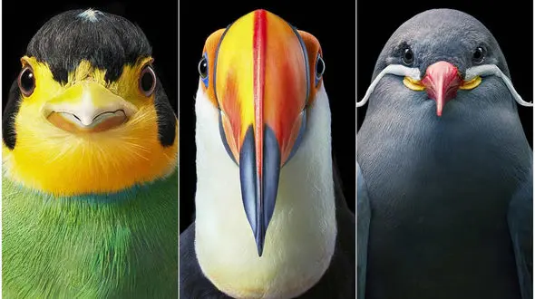 صدای انواع پرندگان + فیلم