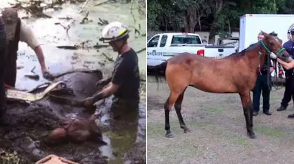 گیر کردن دردسر ساز یک اسب در خیابان گلی + عکس 