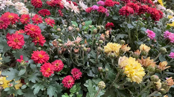 فال ابجد محشر 19 آبان / فیلم