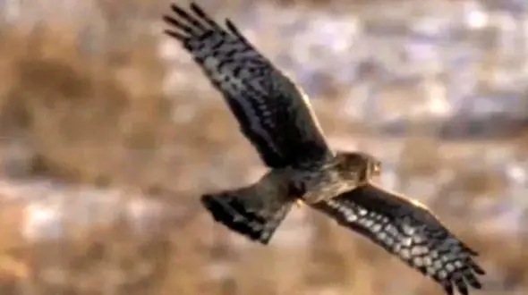 از ربودن طعمه جغد توسط شاهین تا عظمت نهنگ آبی