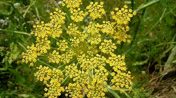 طراحی و ساخت فیتوزوم حاوی اسانس رازیانه