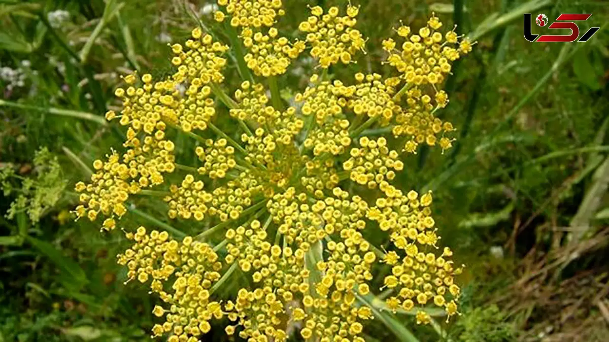 طراحی و ساخت فیتوزوم حاوی اسانس رازیانه