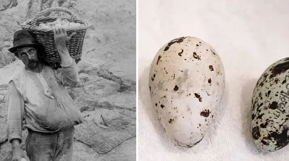 تب غافلگیر کننده‌ای که جویندگان طلا را به جان هم انداخت! + عکس