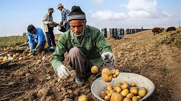 وزارت کشاورزی: باید محصولات پرآب با کم آب جا به جا شوند/ وزارت نیرو باید جریمه کشت‌های آسیب رسان را افزایش دهد