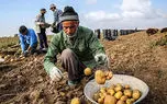 مدیر صندوق بازنشستگی روستائیان و عشایر: ایجاد شغل برای کشاورز بیکار شده وظیفه ما نیست