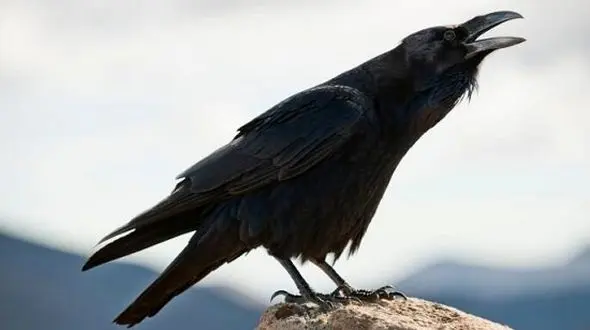 پرنده محبوب سیا؛ کلاغ سیاه