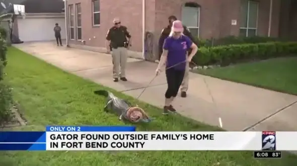 مبارزه عجیب دختر جوان با تمساح‌+ فیلم